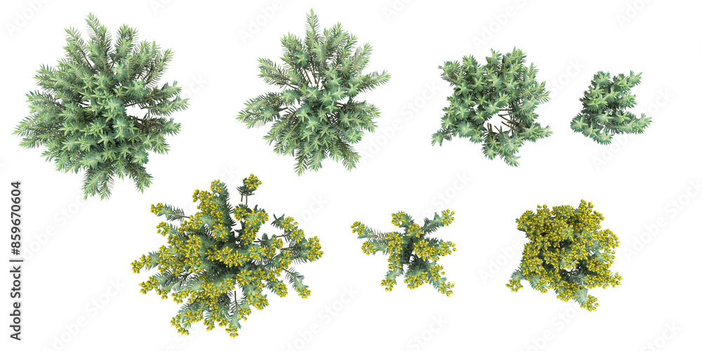 Poster gopher spurge trees isolated on white background, tropical trees isolated used for design, advertisi