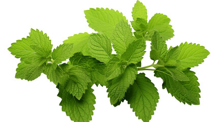 Melissa Officinalis Herbal Plant Close-up on White Background for Natural Health and Wellness Concepts with Aromatic Properties and Organic Benefits