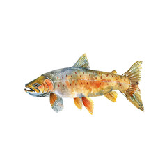 landlocked salmon vector illustration in watercolor style