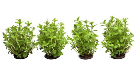 Fototapeta premium Lemon Thyme Herb Plant on White Background for Culinary and Medicinal Use - Fresh Organic Garden Thymus Citriodorus Isolated Botanical Illustration