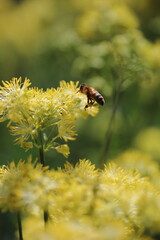 Bees on flowers