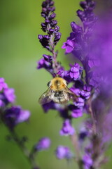 Bees on flowers