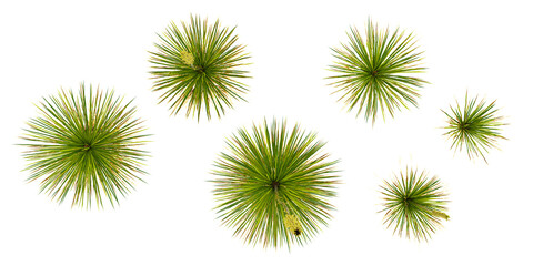 Texas sotol trees with transparent background, 3D rendering, for illustration, digital composition from top view side