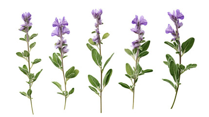 Obraz premium Herbal Scutellaria Plant on White Background for Natural Wellness Remedies and Alternative Medicine Concepts