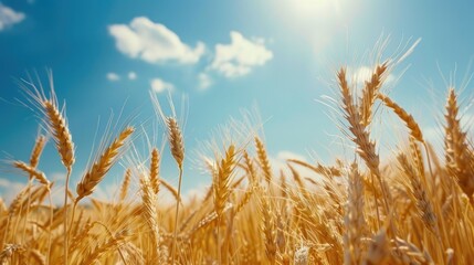 Fototapeta premium Fields of wheat under blue skies