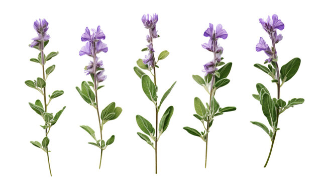 Herbal Scutellaria Plant on White Background for Natural Wellness Remedies and Alternative Medicine Concepts