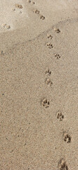 dog footprints in the beach 