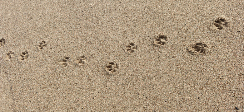 dog footprints in the beach 