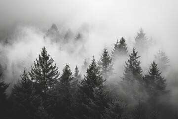 Misty Pine Forest in Black and White