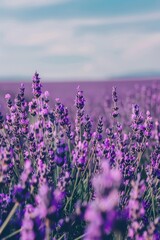 close up of lavender in the field. Selective focus