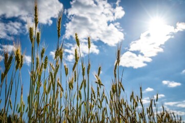 Obraz premium Field of ripe wheat sun and blue sky. Lithuania summer