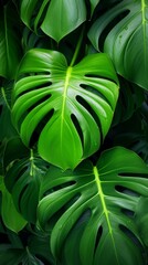 Fototapeta premium Lush Green Monstera Leaves Pattern Close Up