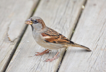 Sparrow standing on a wood and eating wheat. Isolated, closeup.