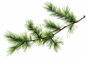 Isolated Evergreen Branch With Green Needles on a White Background