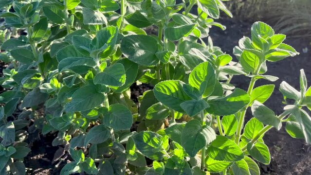 Green mint bushes grow in the garden