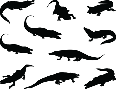 PNG Black silhouettes of crocodiles