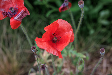 Naklejka premium red poppy flower