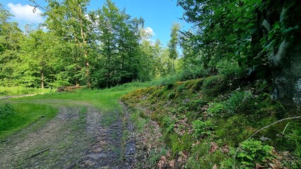path in the forest near Horn Bad Meinberg