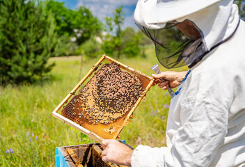 Beekeeper Inspecting Honeycomb. A beekeeper in protective gear inspects a honeycomb frame filled...