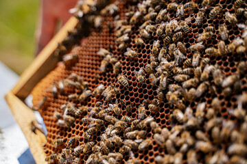 Bees Working on a Honeycomb. Close-up image of bees swarming on a honeycomb, diligently working to...