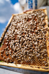 Honeycomb Frame With Bees During Day. A close-up of a honeycomb frame with bees swarming on it, taken during the day.