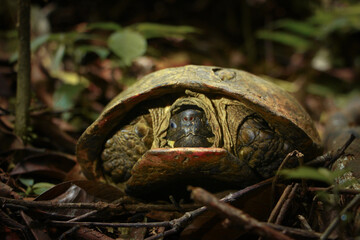 Land tortoise hidden in its shell in the dry leaves on tropical rainforest floor