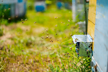 Bees Entering Beehive on Sunny Day. A close-up view of a beehive with bees entering and leaving the hive on a sunny day. Green grass and other beehives are in the background.