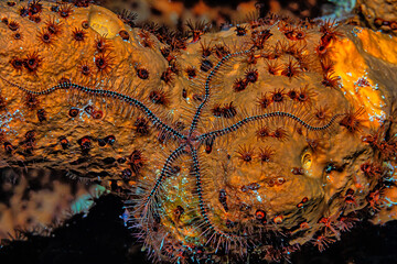 Brittle stars on coral reef feeding