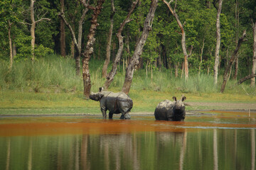 Two mature one-horned rhino in the grasslands, at the edge of a waterhole  in Chitwan national park © Vladimir