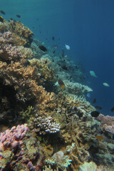 Colorful reef, abundance of hard and soft coral and sea fans in underwater world of tropical seas of Wakatobi national Park in Indonesia