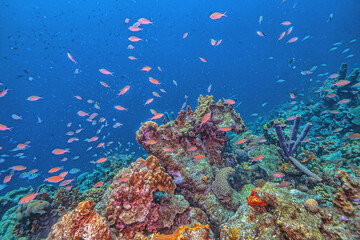 Caribbean coral garden,Bonaire