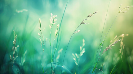 Obraz premium Tall green grass stems with thin leaves and small buds are slightly swaying in a soft, sunny outdoor setting with a gentle blur in the background.
