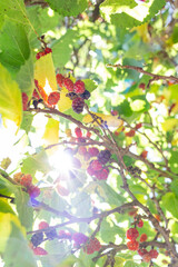 Raspberry fruits on the branch of the tree with a background of lush green leaves and sunlight