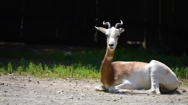 Dama gazelle, addra or mhorr gazelle (Nanger dama ruficollis, formerly Gazella dama) is species of gazelle. It lives in Africa in the Sahara desert and the Sahel.