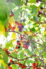 Raspberry fruits on the branch of the tree with a background of lush green leaves and sunlight