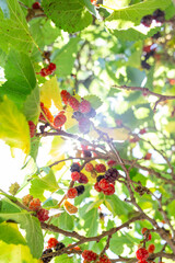 Raspberry fruits on the branch of the tree with a background of lush green leaves and sunlight