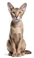 Cute Oriental Shorthair Cat isolated on a white background 