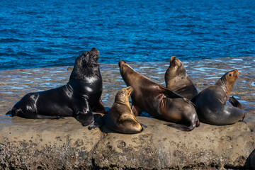 Naklejka premium South American Sea Lion , .Peninsula Valdes ,Chubut,Patagonia, Argentina