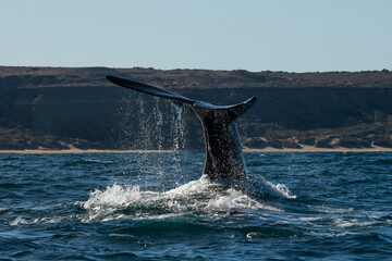 Fototapeta premium Sohutern right whale tail,Peninsula Valdes, Chubut, Patagonia,Argentina