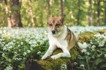 Caucasian portrait of a brown and white dog from the shelter on a fallen tree trunk among the blooming bear garlic in Ostrava. Funny dog face