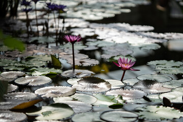 Glasshouse with aquatic plant and blooming red flower, soft focus. Botanical greenhouse with pond water lilies and lotuses, closeup. 