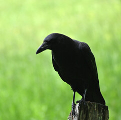 Crow on Fencepost