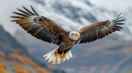 Obraz premium A majestic eagle soaring through the sky, its wings outstretched, as it surveys the vast landscape below with a keen eye.