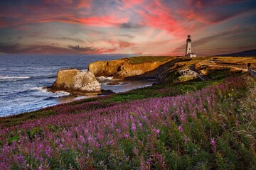 Fields of fireweed flowers are blooming on the approach to the Yaquina Head lighthouse, just north of Newport, Oregon.