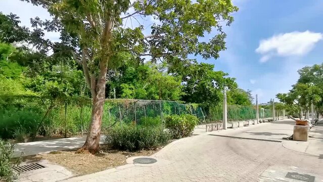 Pedestrian walkway under tropical palm trees Playa del Carmen Mexico.
