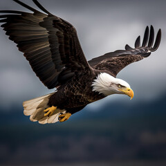 Fototapeta premium Majestic Bald Eagle in Flight