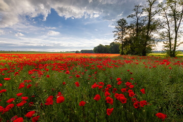 Polish landscape with poppies shows a vibrant field of red poppies swaying in the breeze, set against a backdrop of green meadows and distant hills, under a clear blue or softly clouded sky.