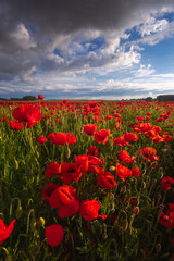 Polish landscape with poppies shows a vibrant field of red poppies swaying in the breeze, set against a backdrop of green meadows and distant hills, under a clear blue or softly clouded sky.