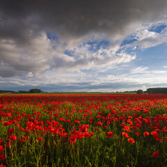 Polish landscape with poppies shows a vibrant field of red poppies swaying in the breeze, set against a backdrop of green meadows and distant hills, under a clear blue or softly clouded sky.