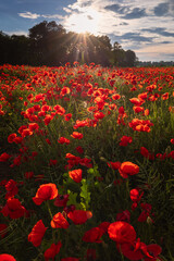 Polish landscape with poppies shows a vibrant field of red poppies swaying in the breeze, set against a backdrop of green meadows and distant hills, under a clear blue or softly clouded sky.